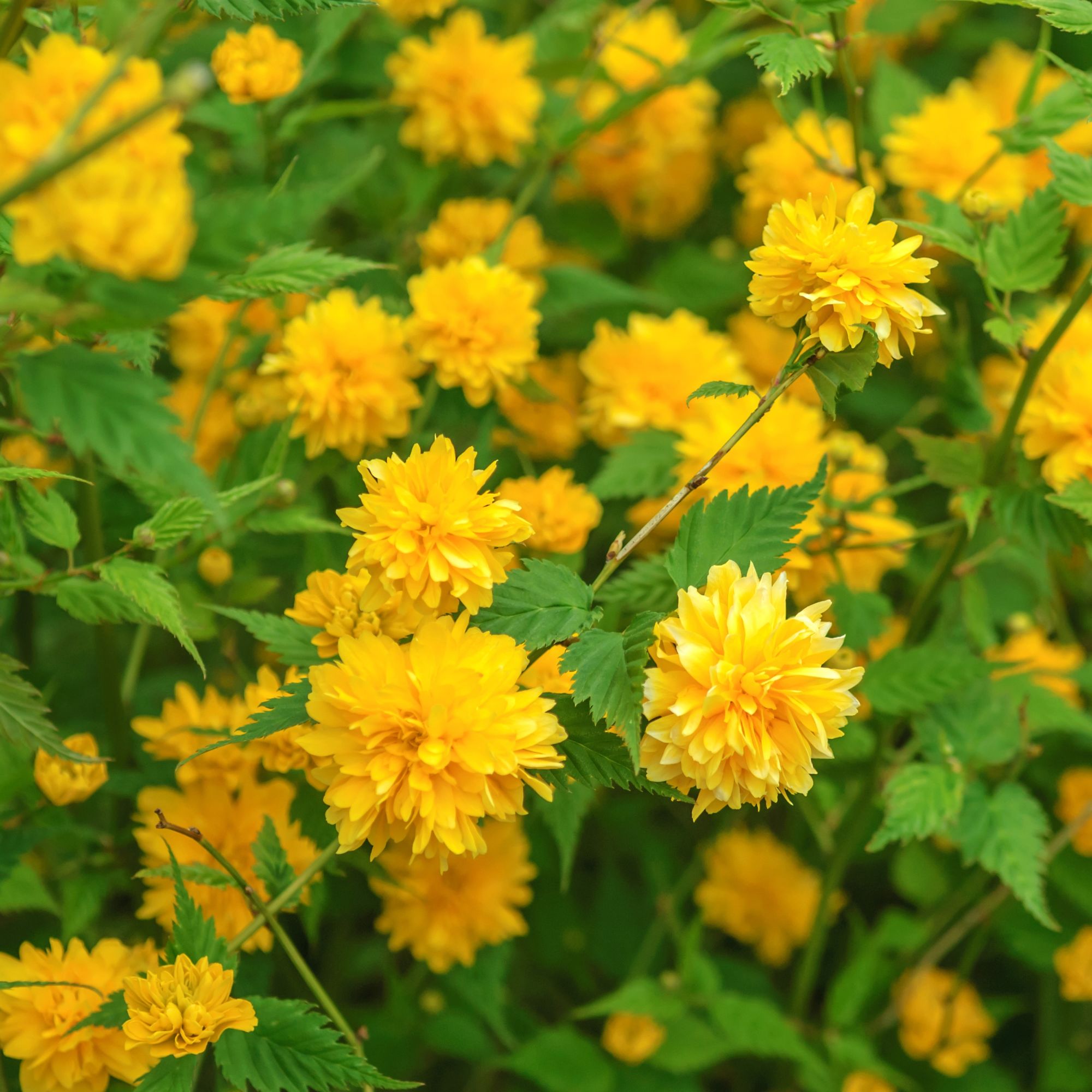 Kerria japonica