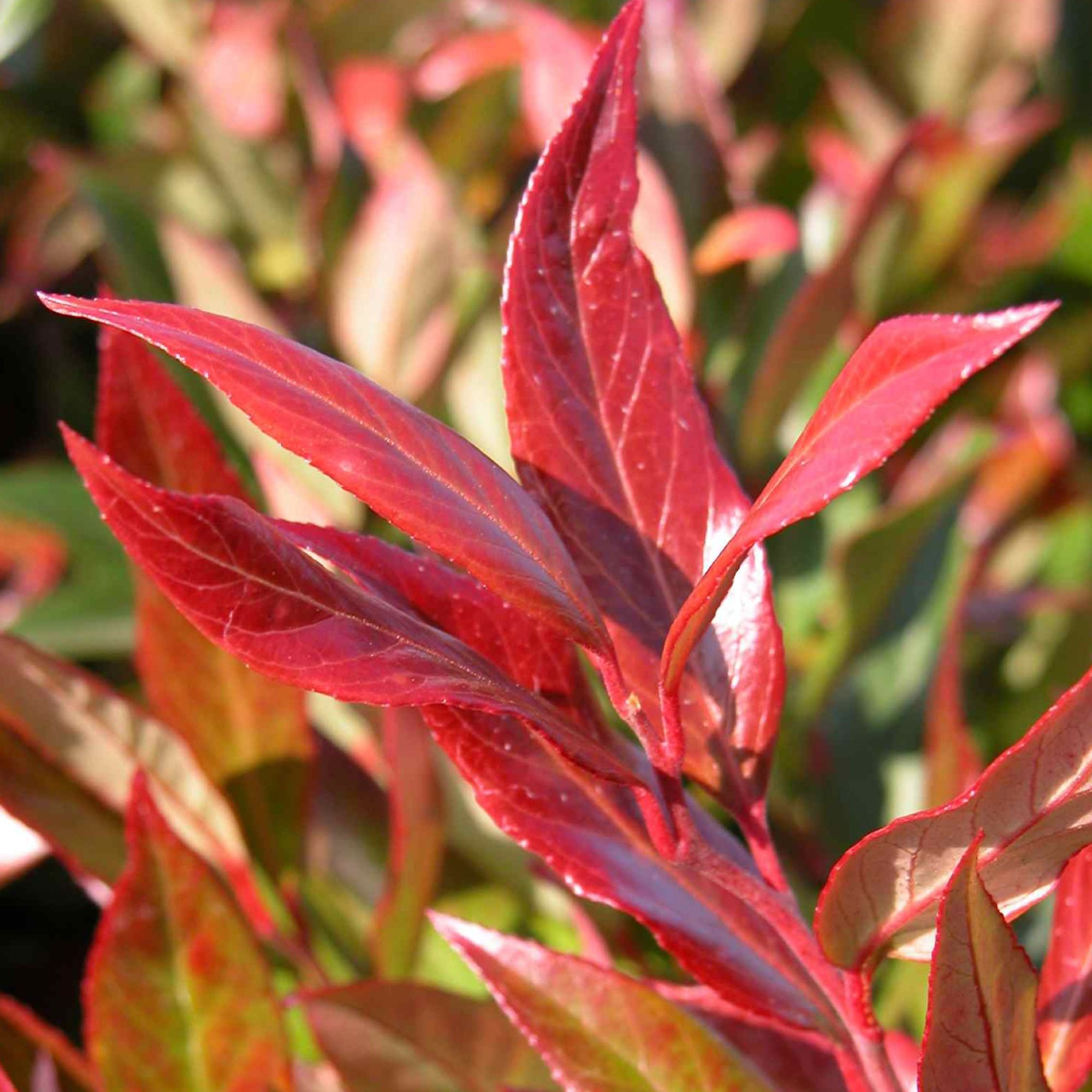 Leucothoe axillaris