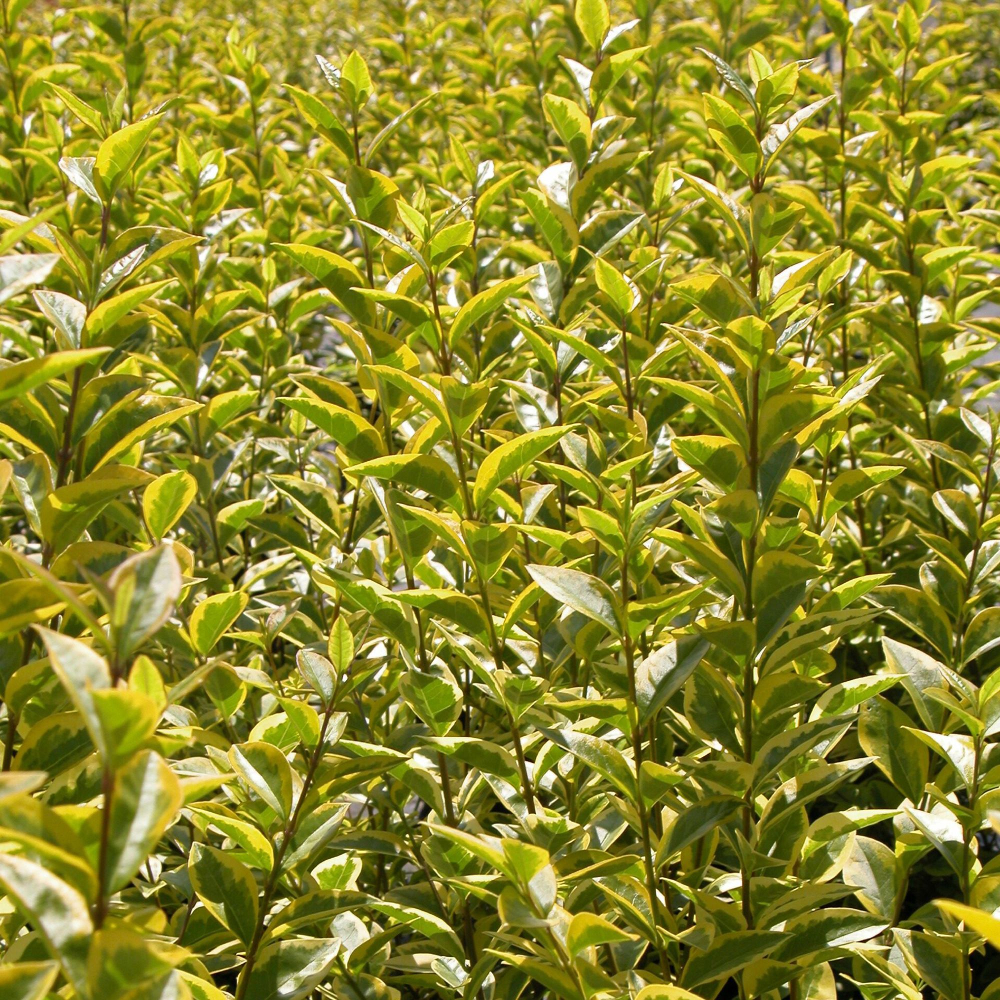 Ligustrum ovalifolium