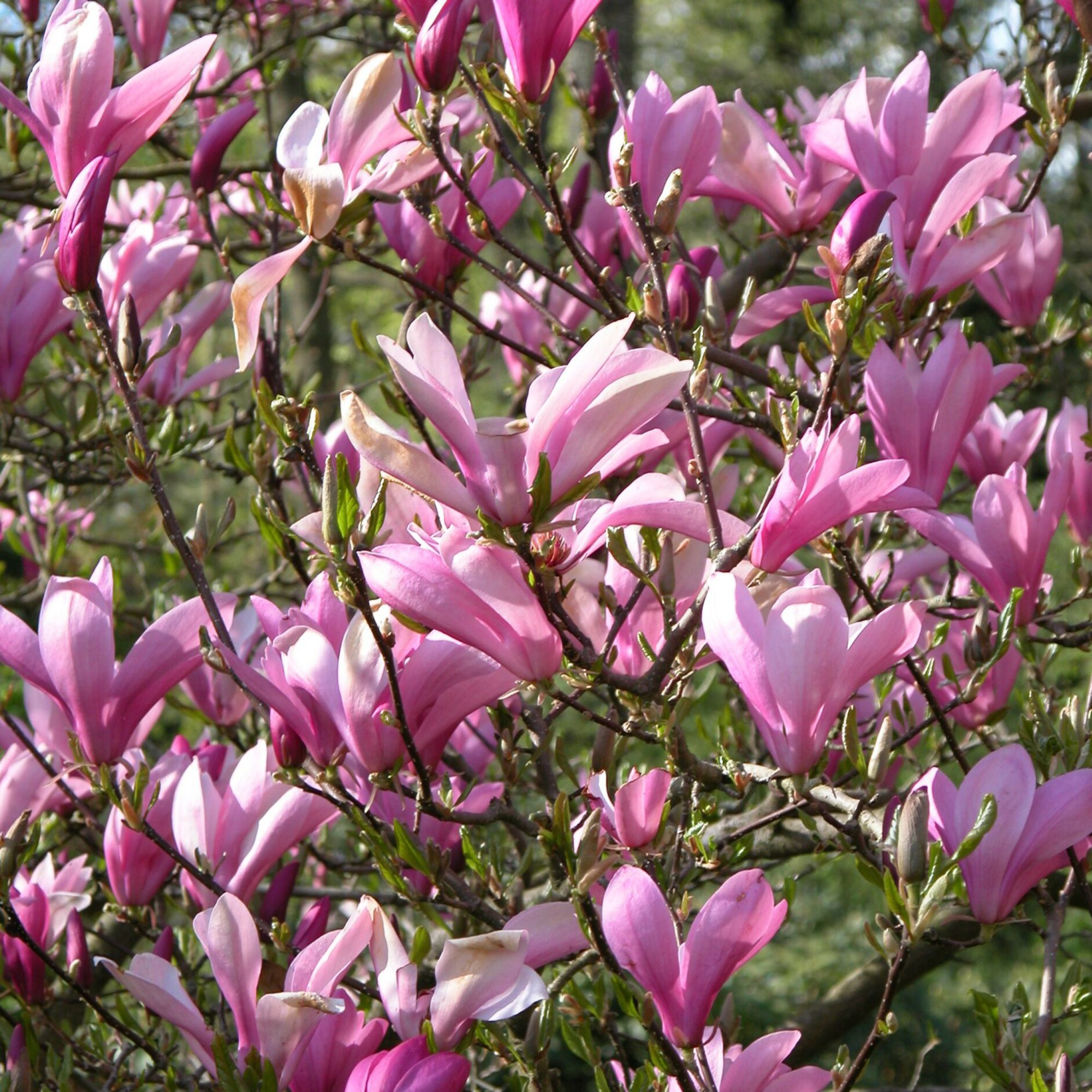 Magnolia
