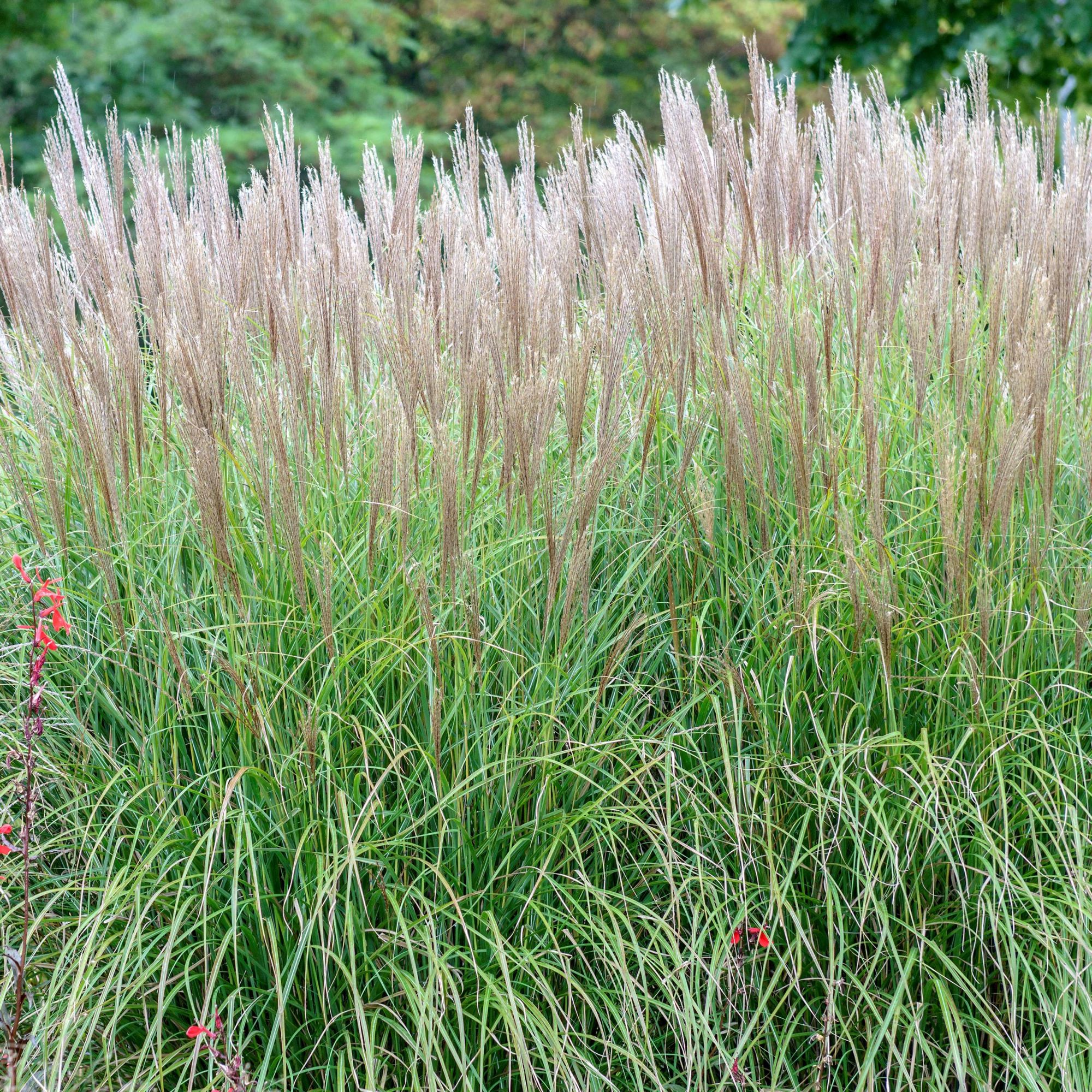 Miscanthus sinensis
