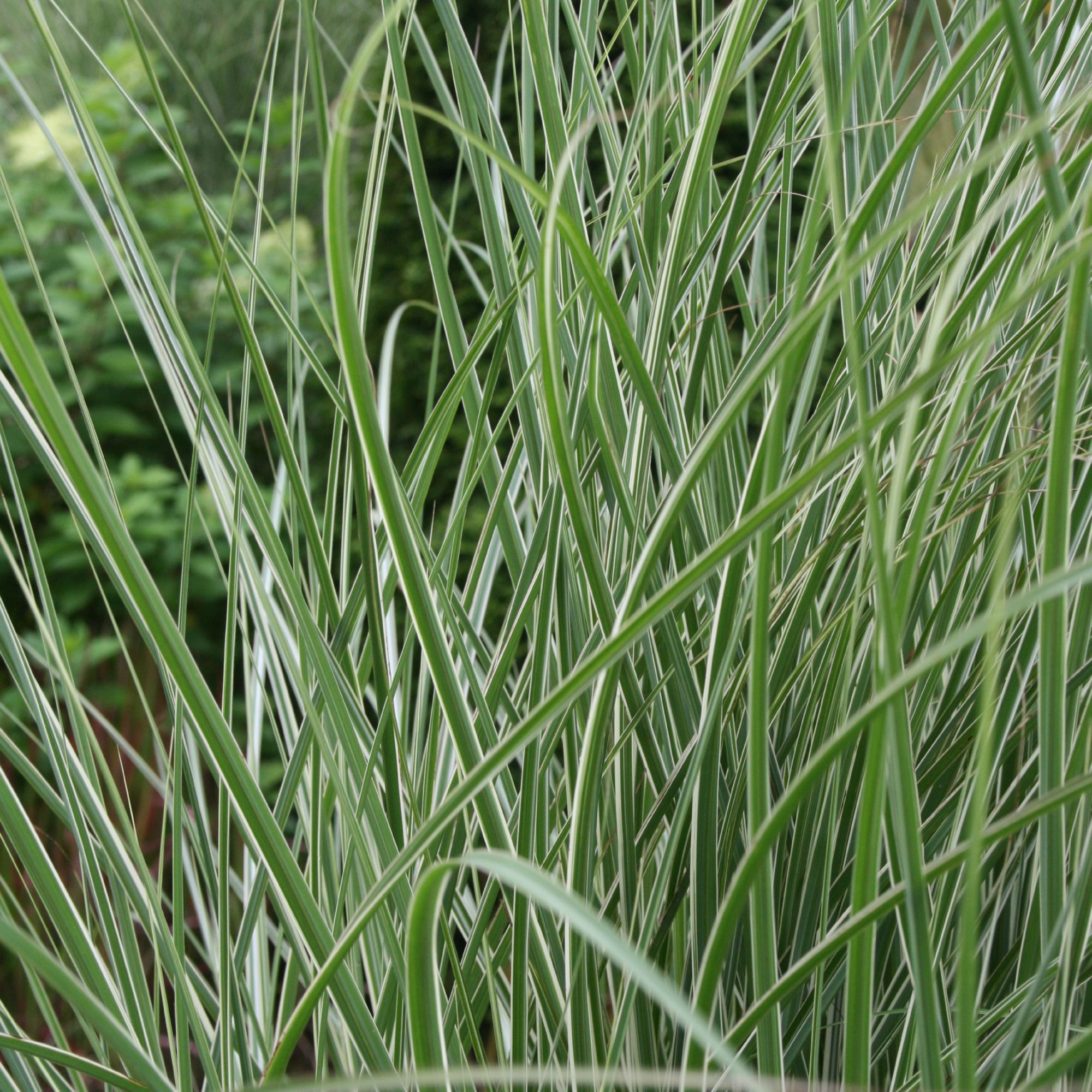 Miscanthus sinensis