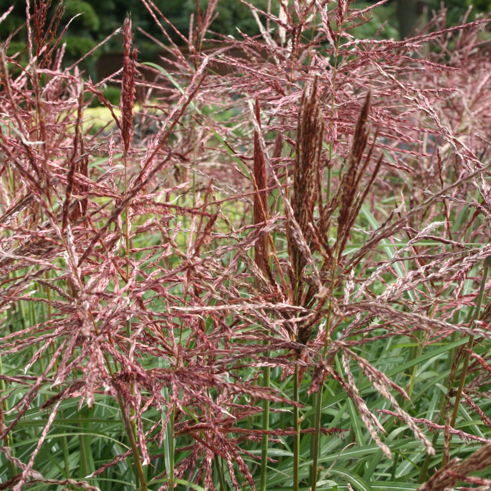 Miscanthus sinensis