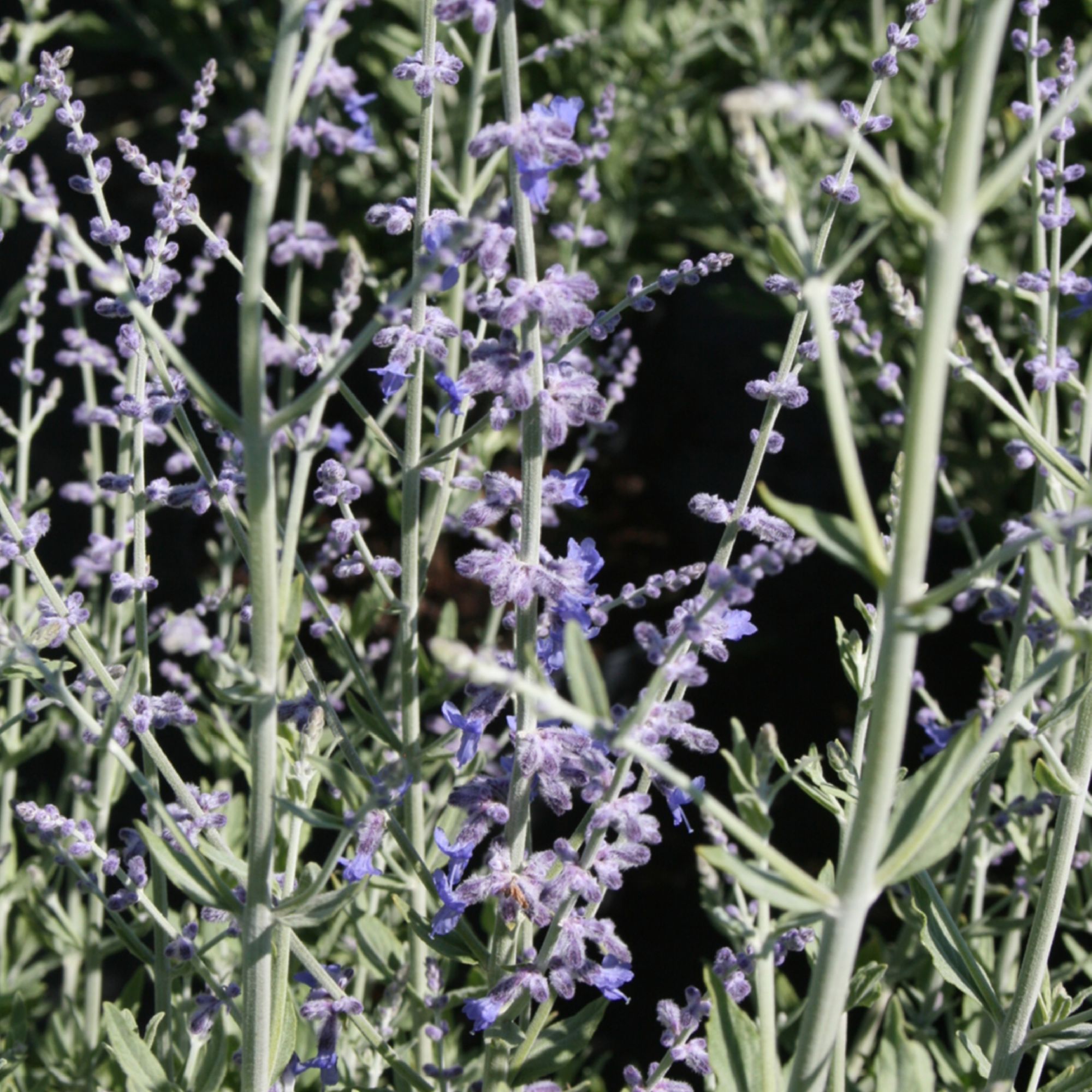 Perovskia atriplicifolia