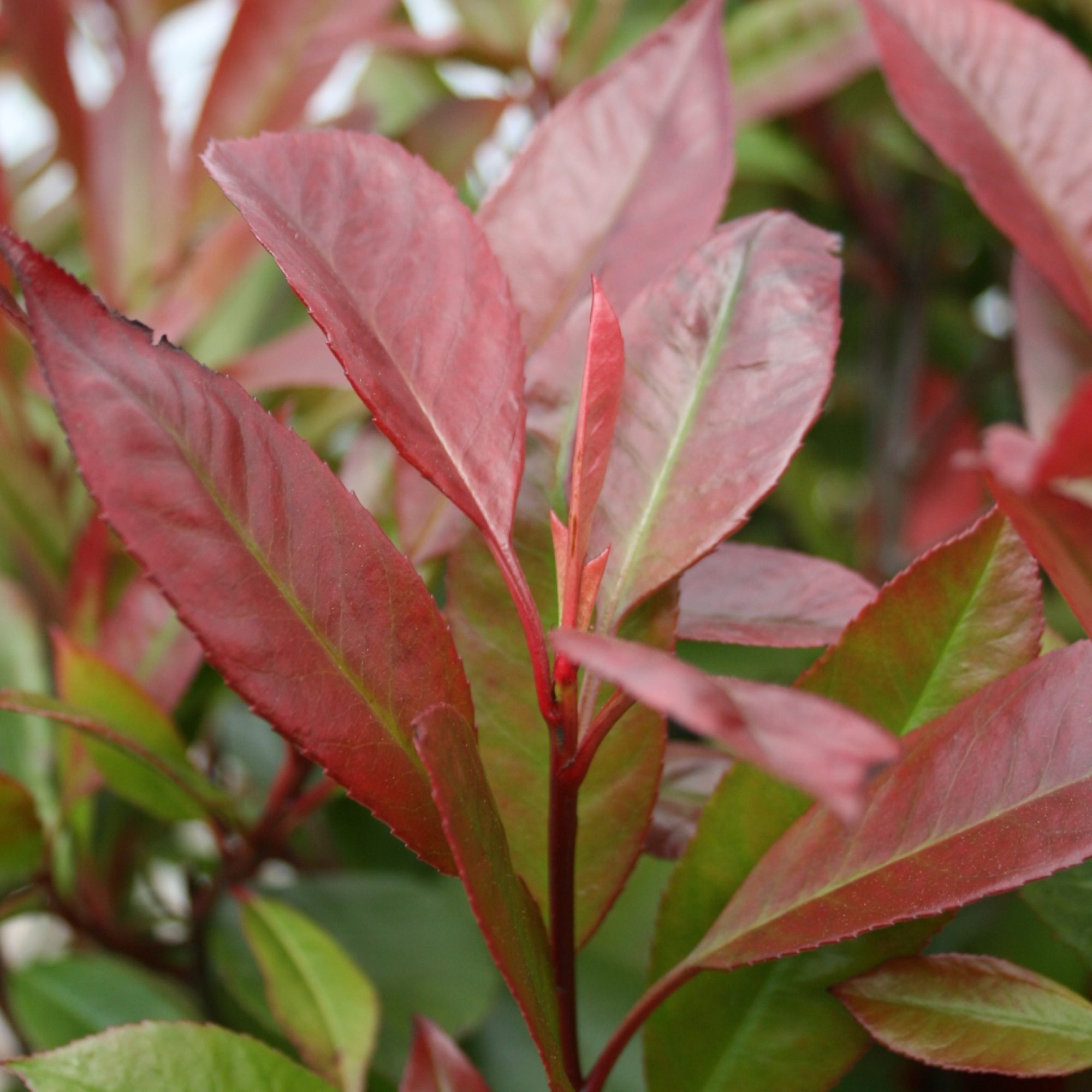Photinia fraseri