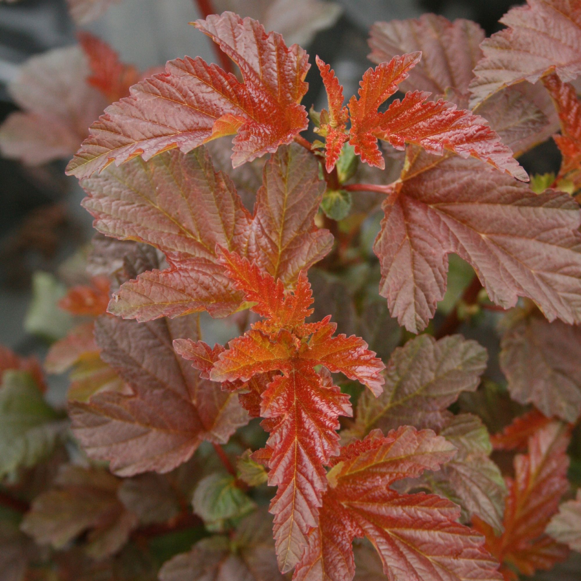 Physocarpus opulifolius