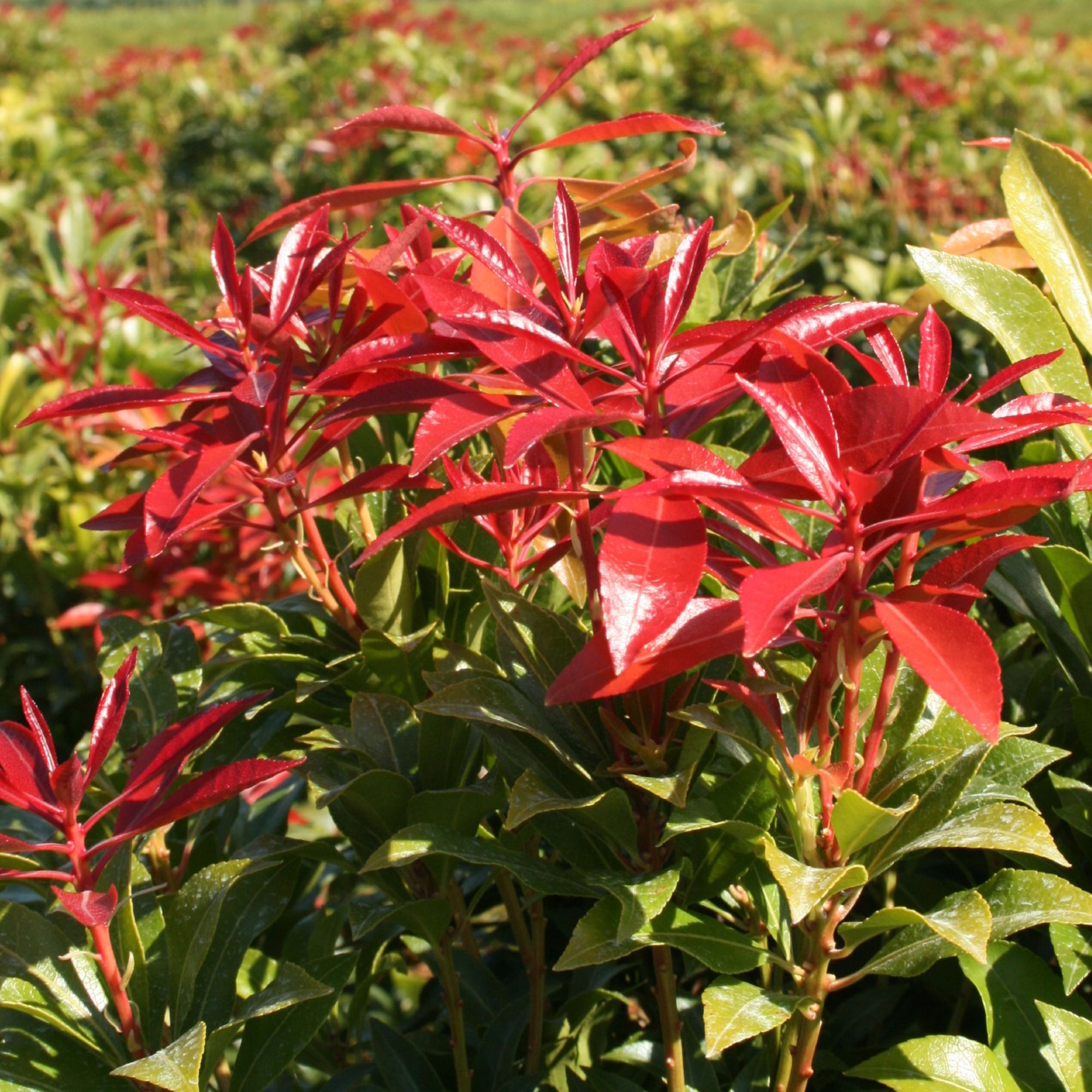 Pieris japonica
