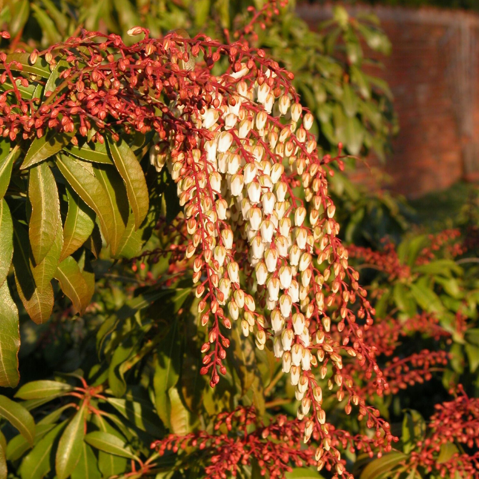 Pieris japonica