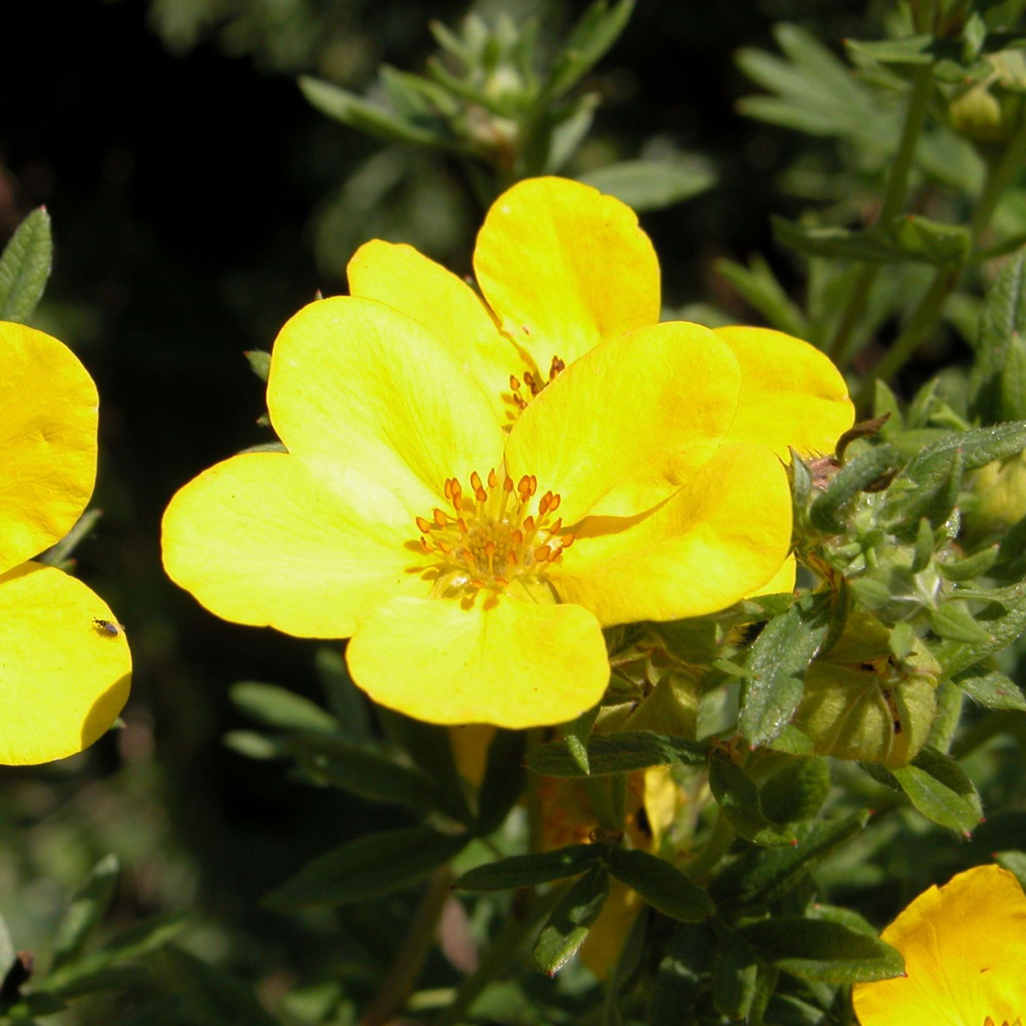 Potentilla fruticosa