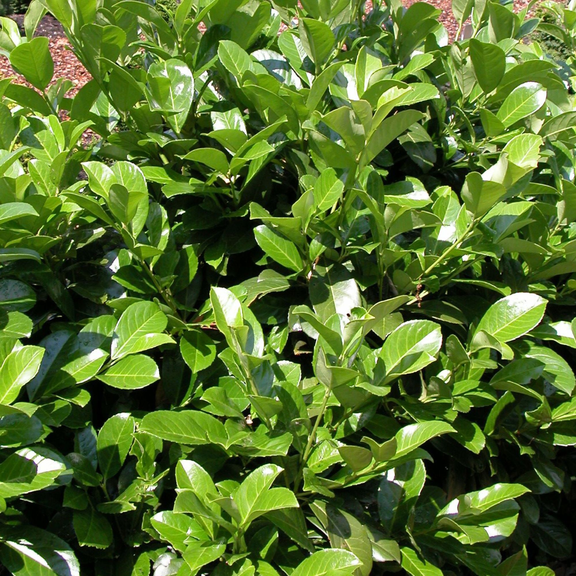 Prunus laurocerasus
