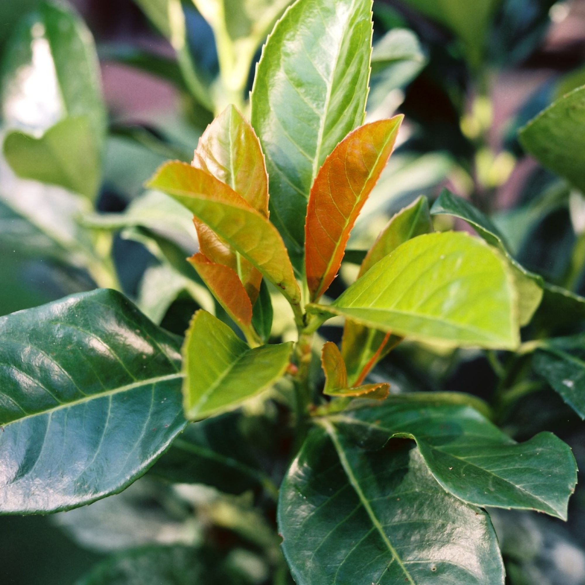 Prunus laurocerasus