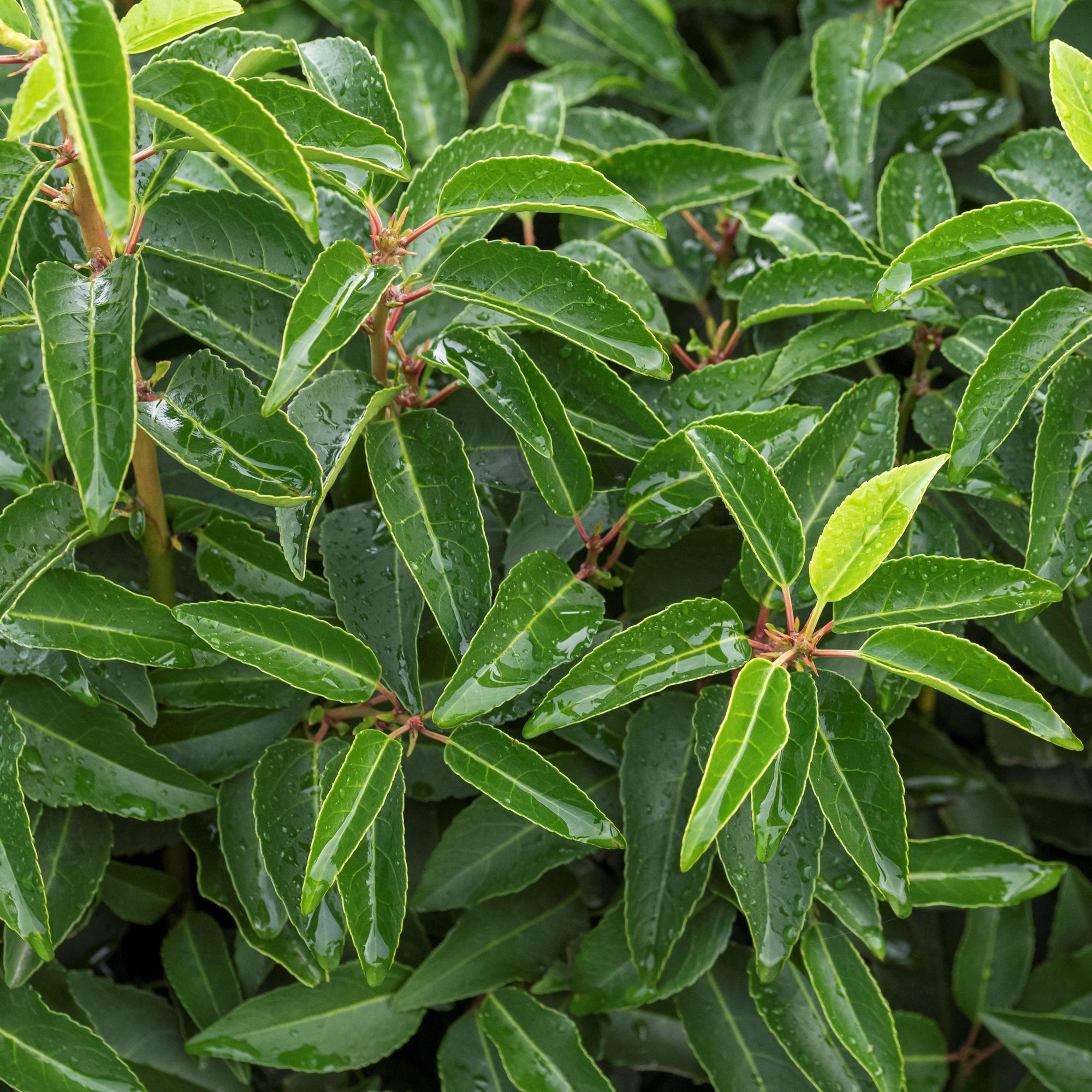 Prunus lusitanica
