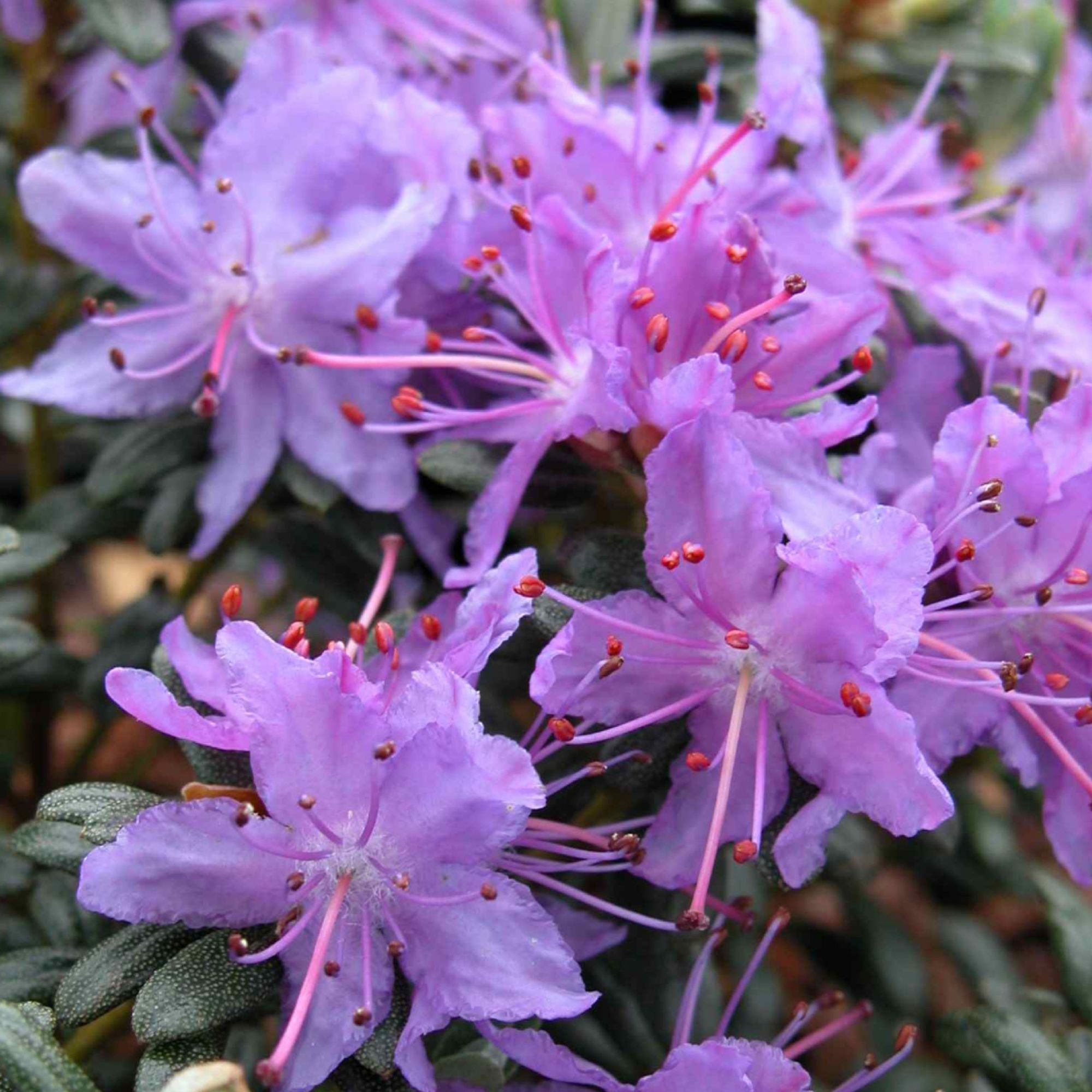 Rhododendron impeditum