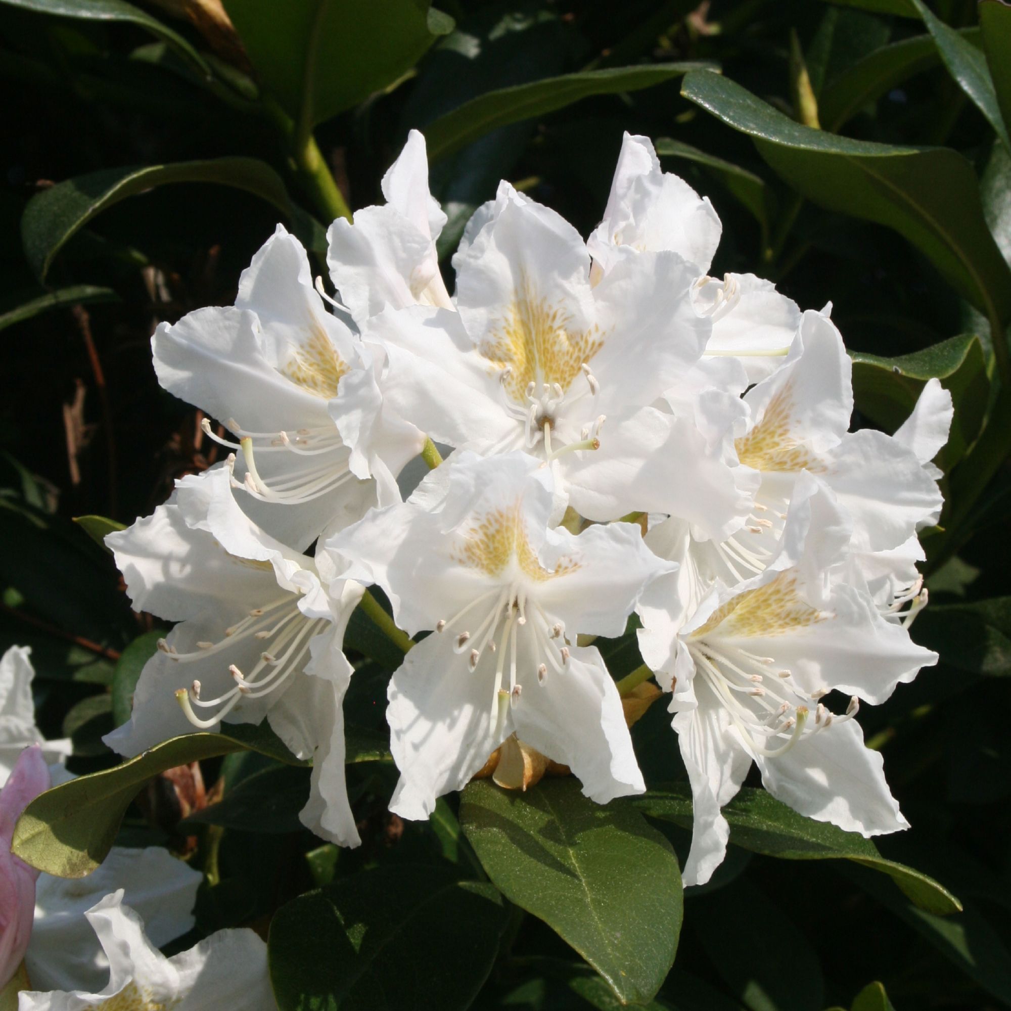 Rhododendron