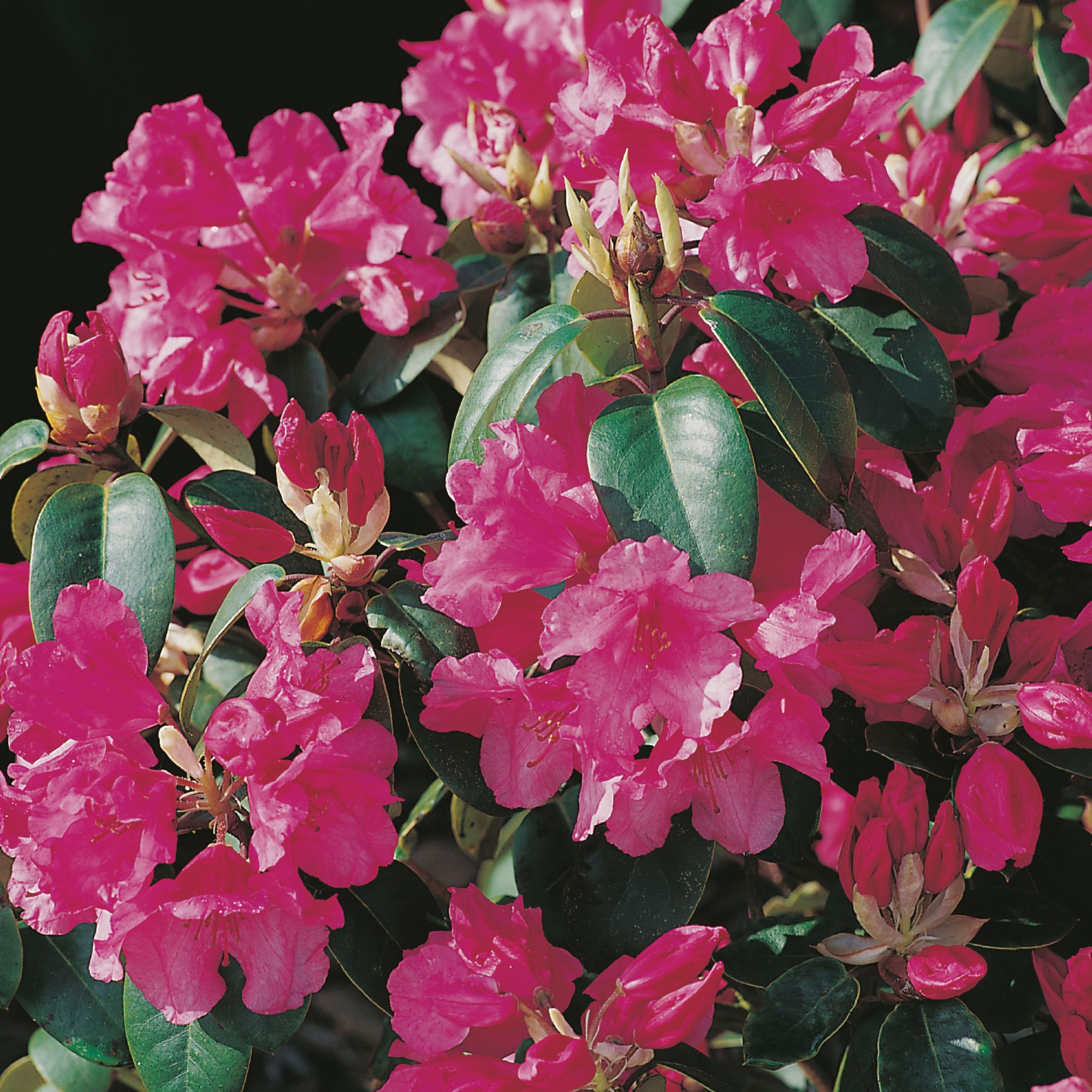 Rhododendron