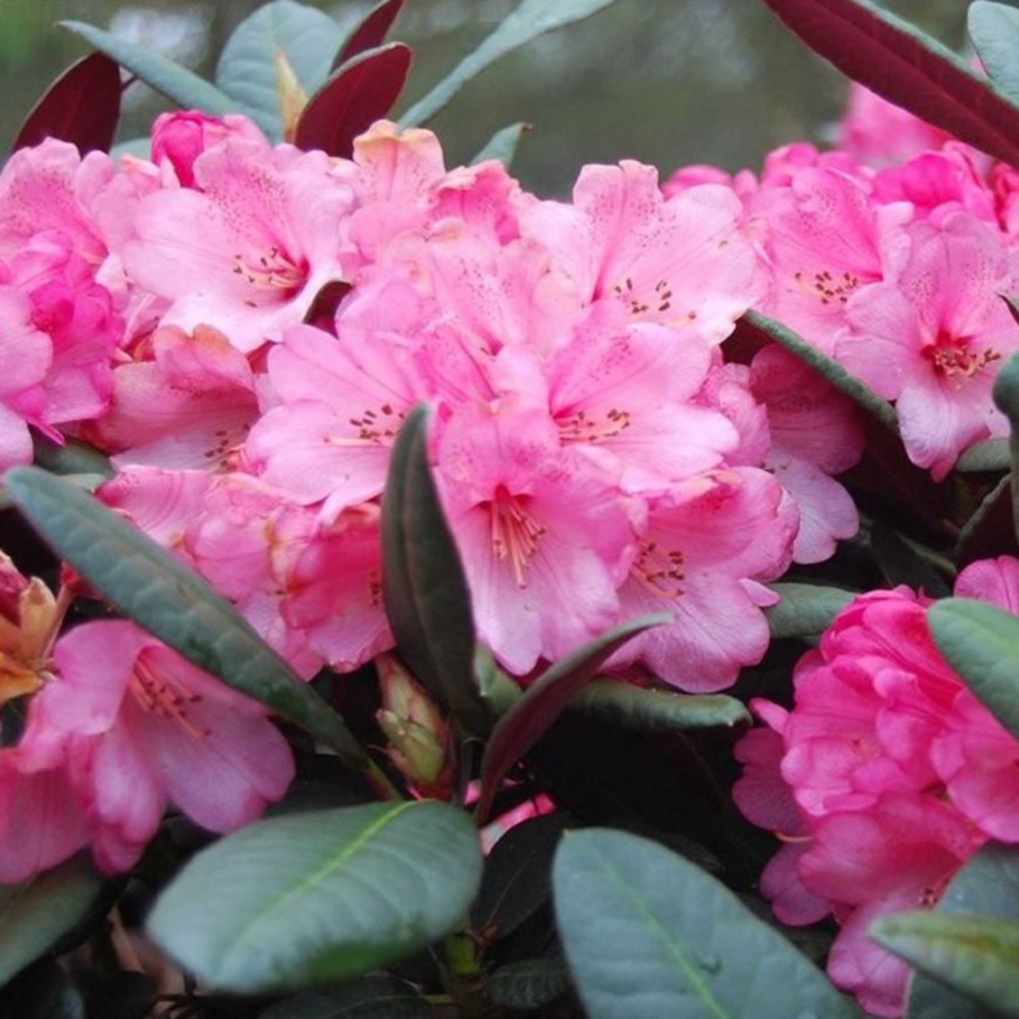 Rhododendron