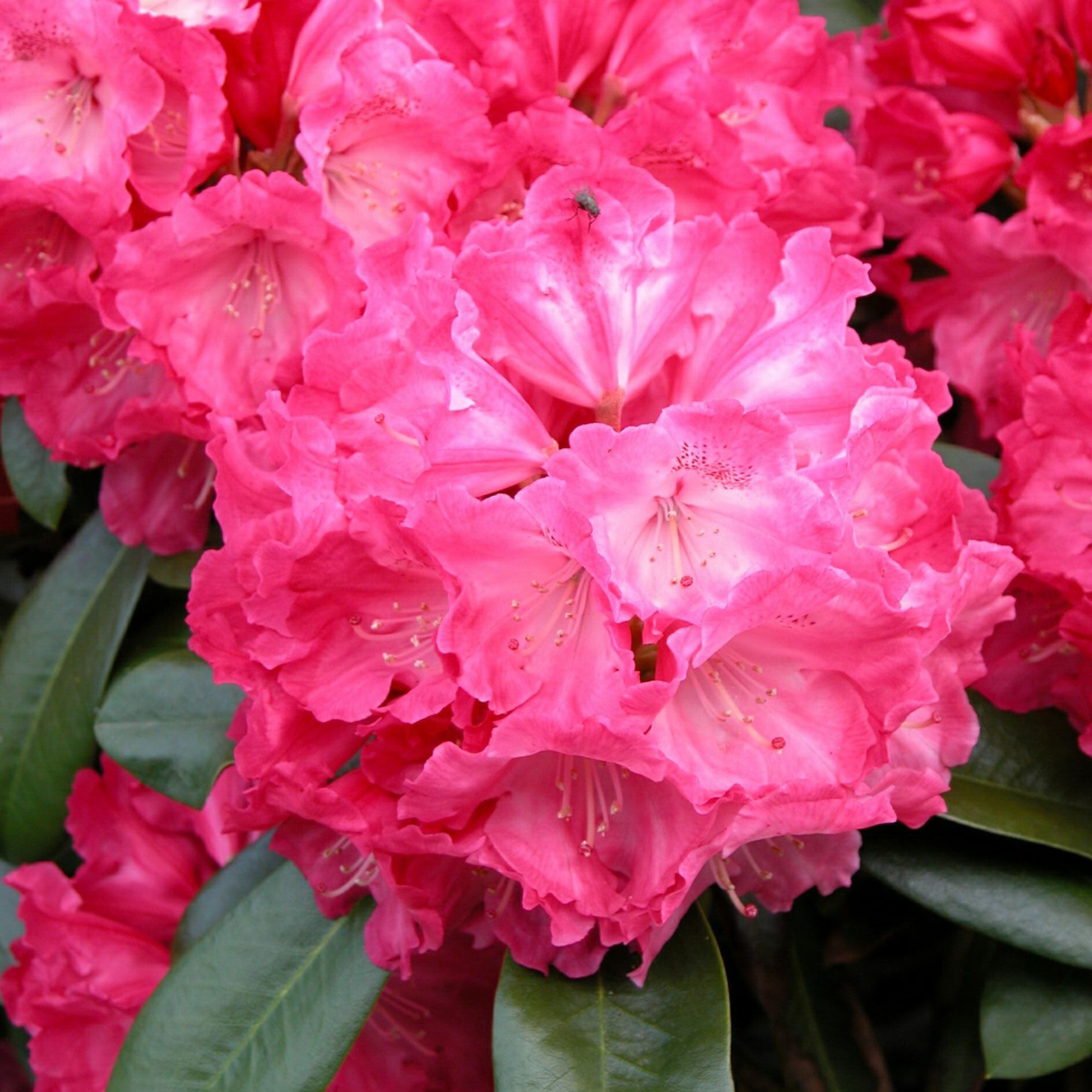 Rhododendron yakushimanum