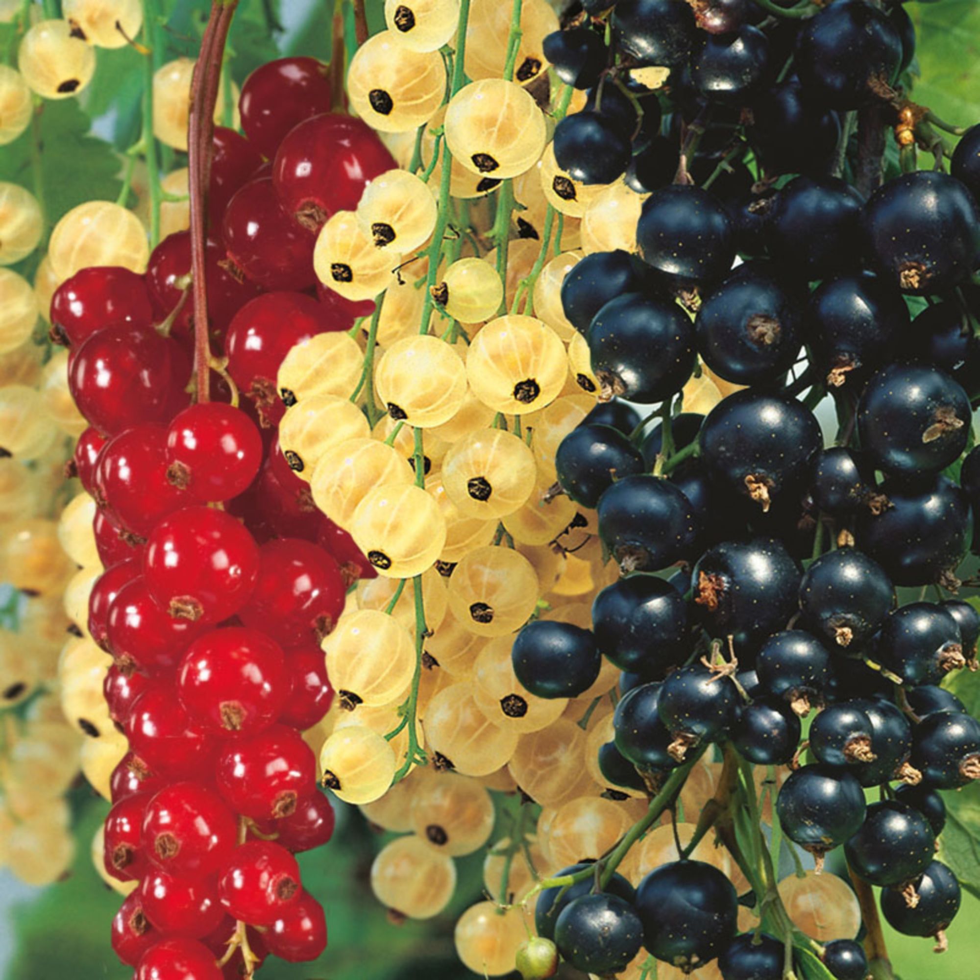 Ribes rubrum/nigrum