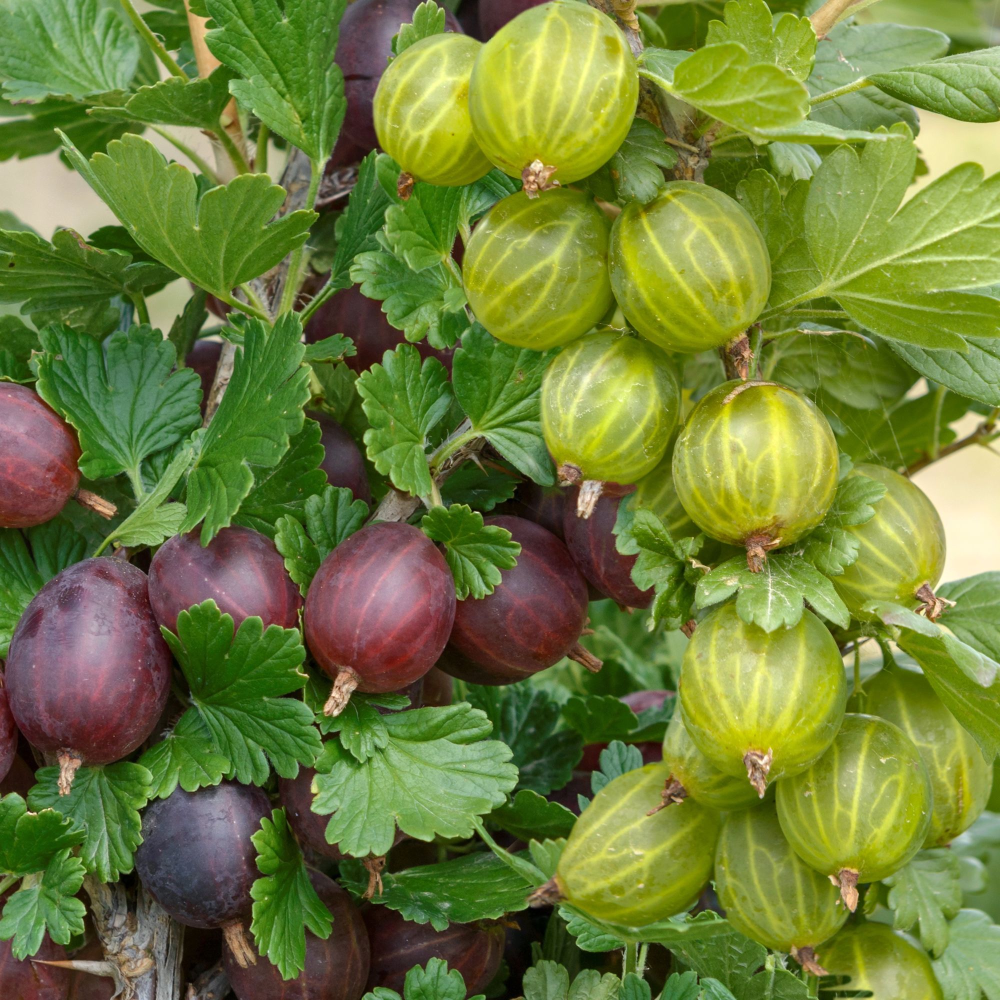Ribes uva-crispa