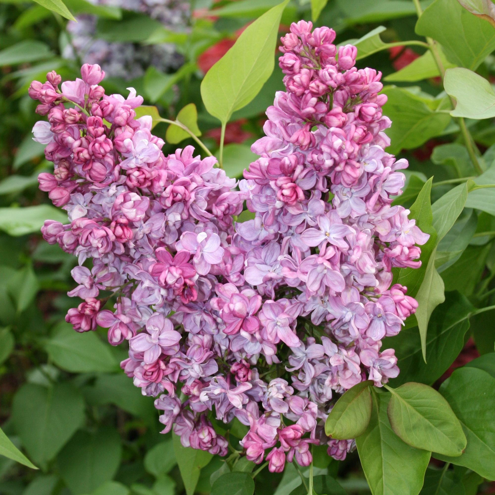 Syringa vulgaris