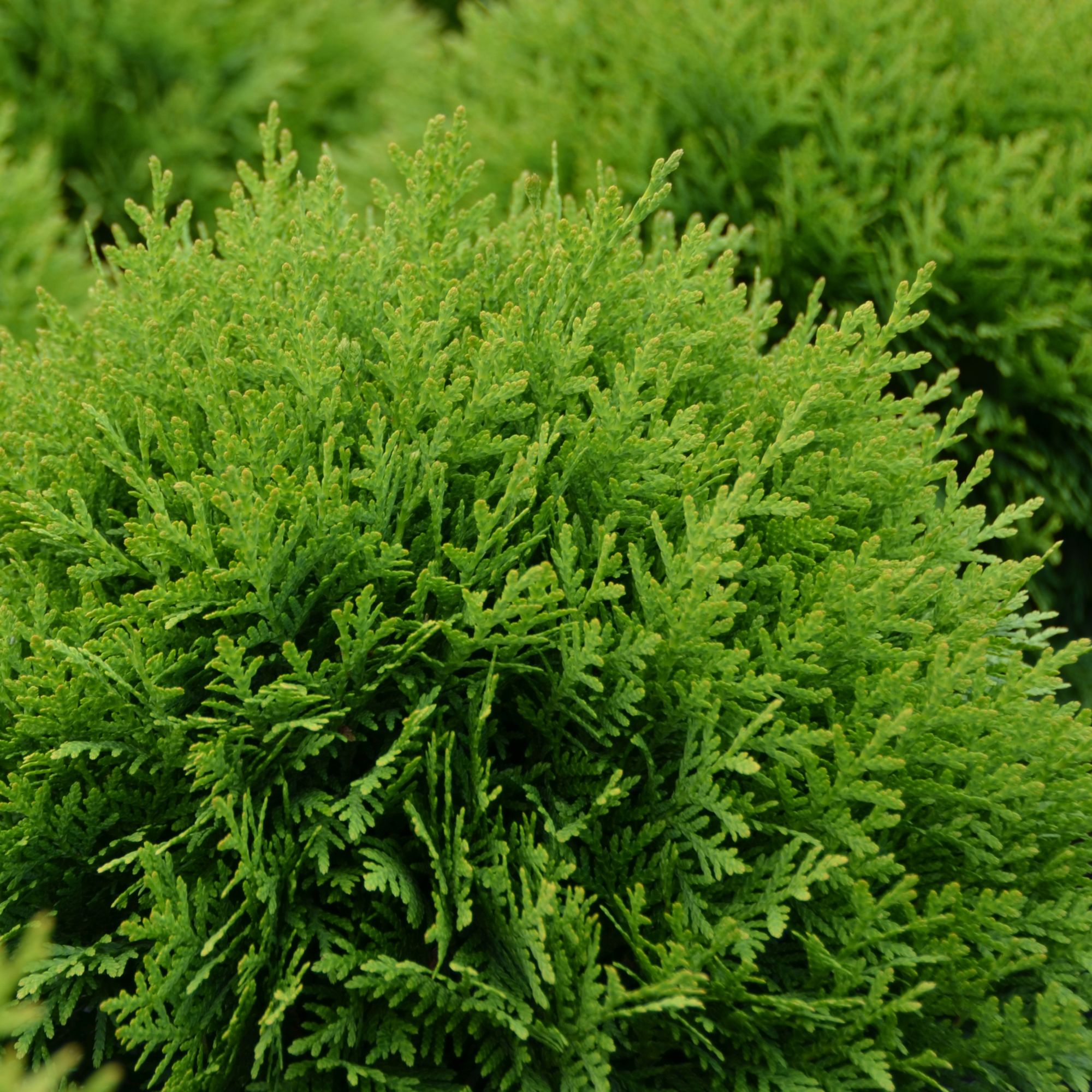 Thuja occidentalis