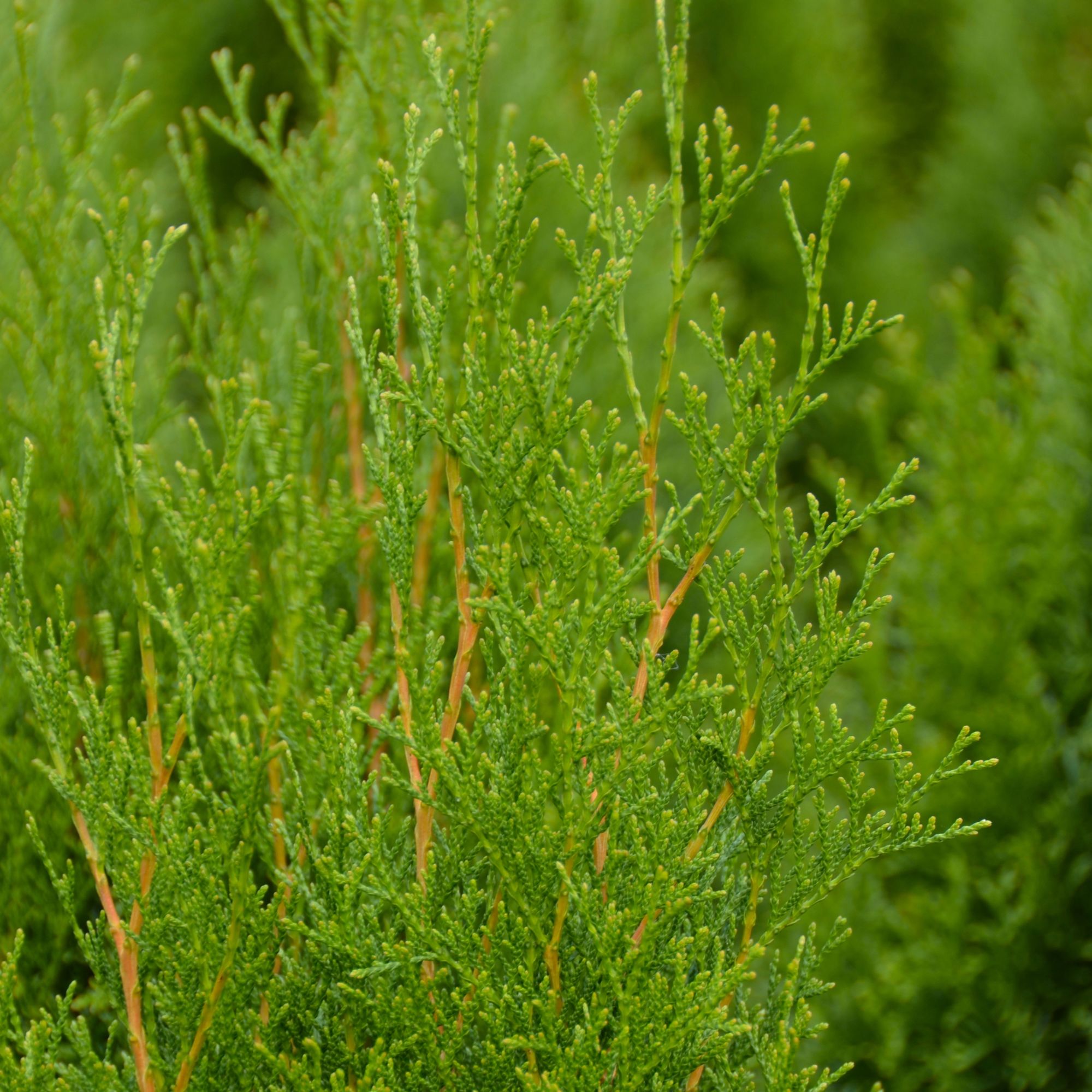 Thuja occidentalis