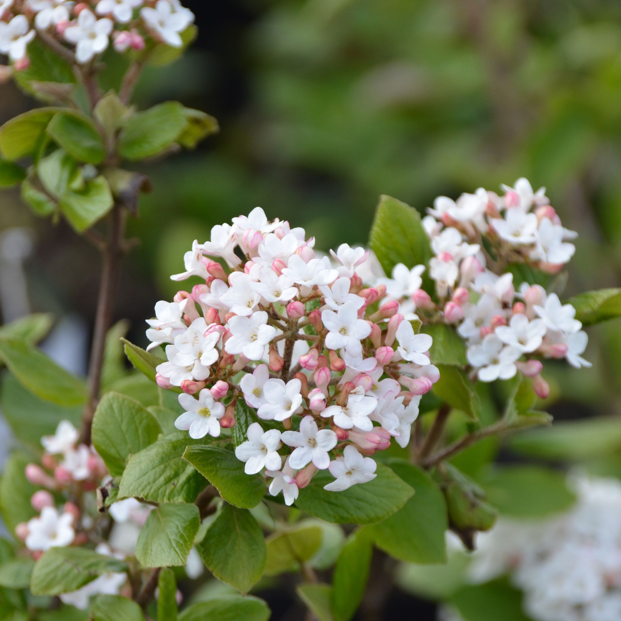 Viburnum burkwoodii