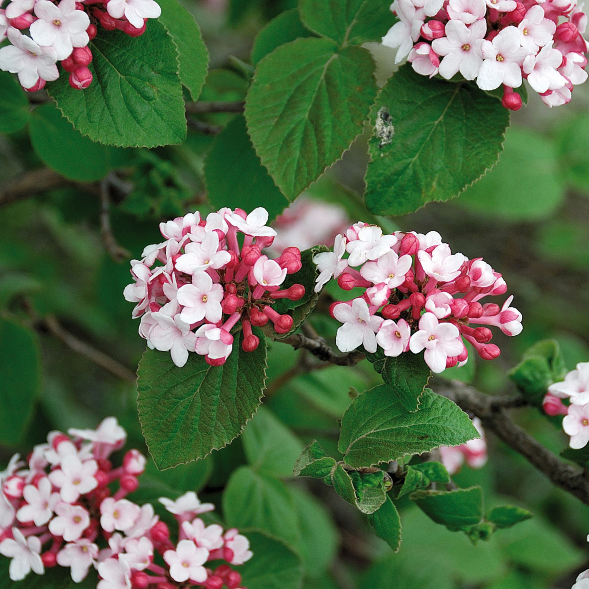Viburnum carlesii