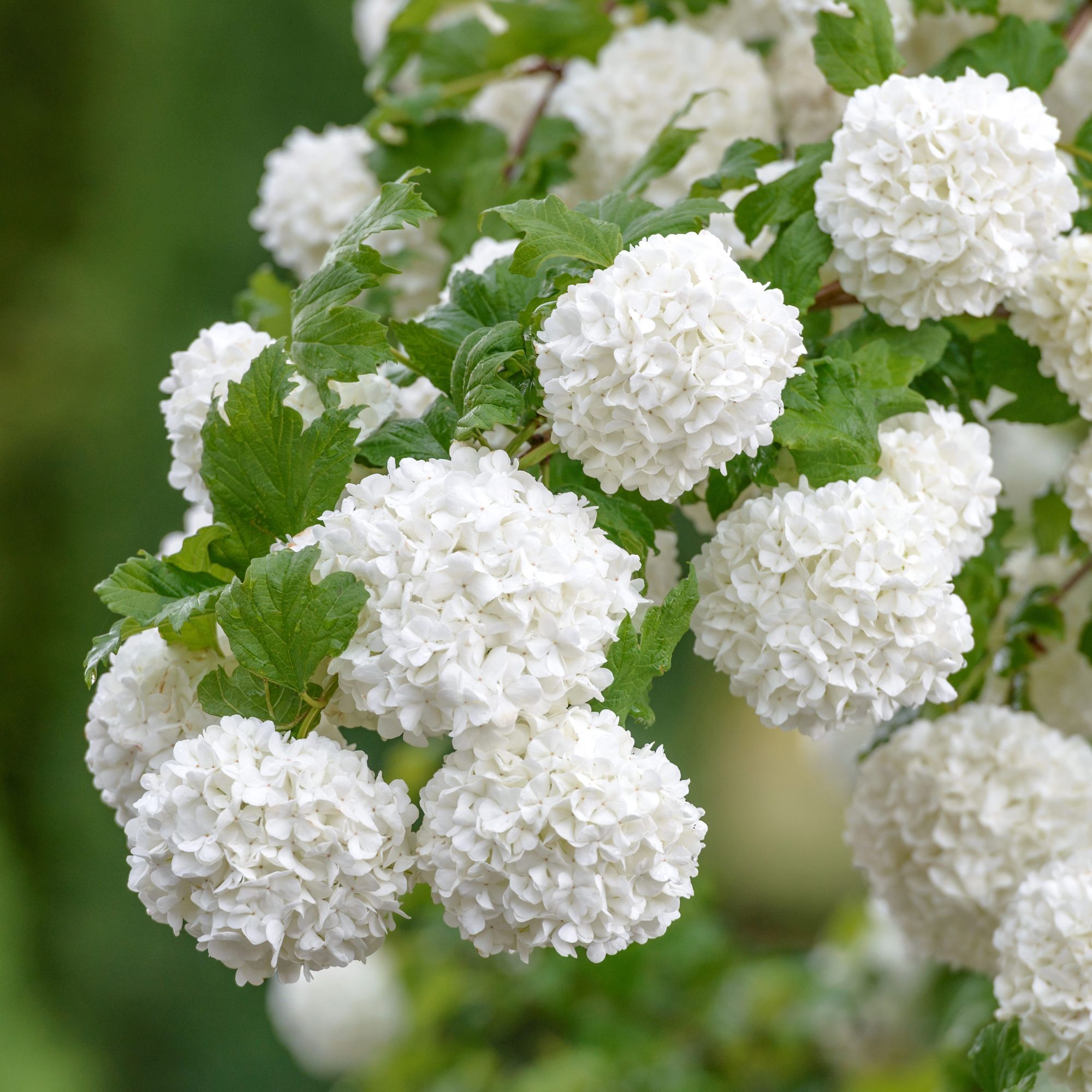 Viburnum opulus