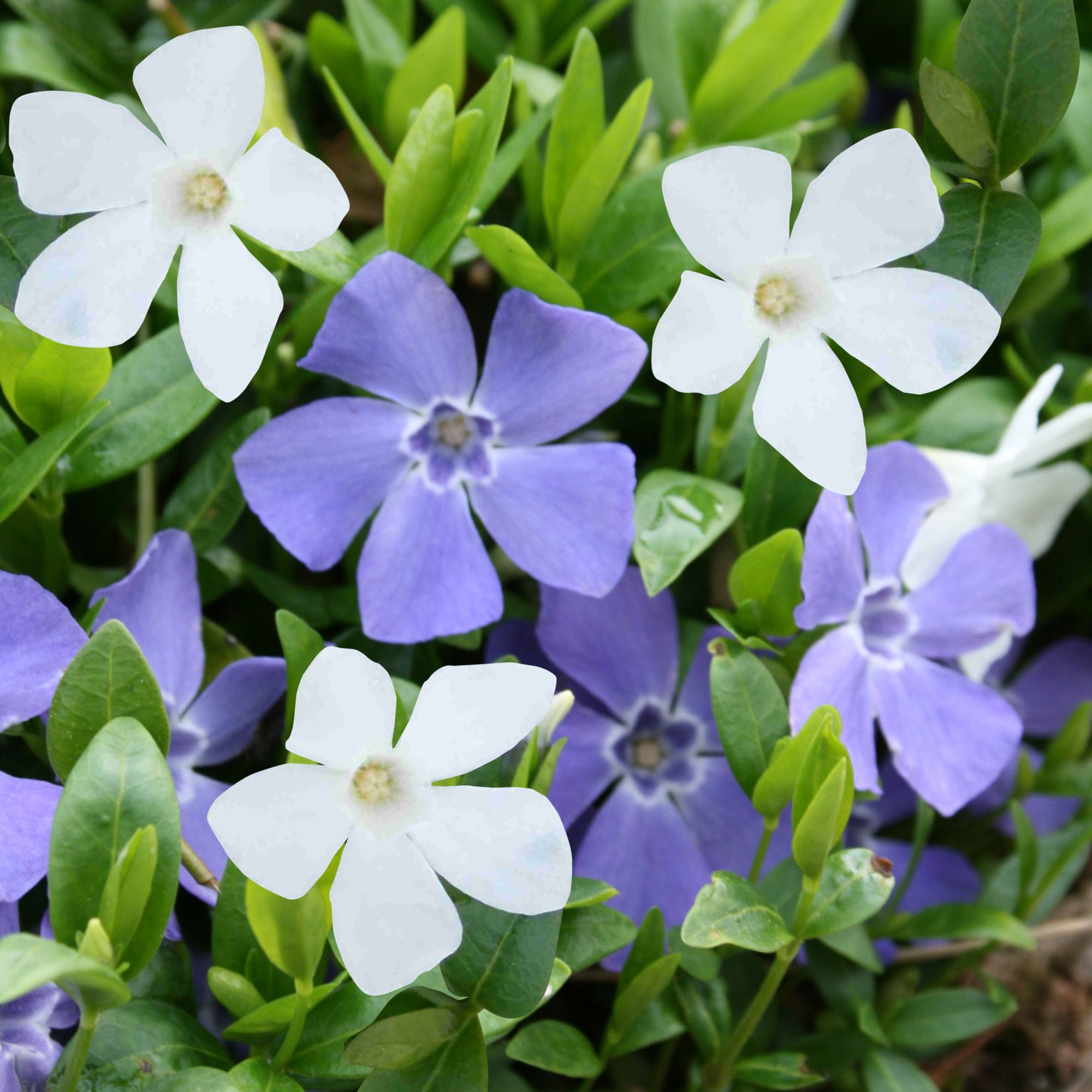 Vinca