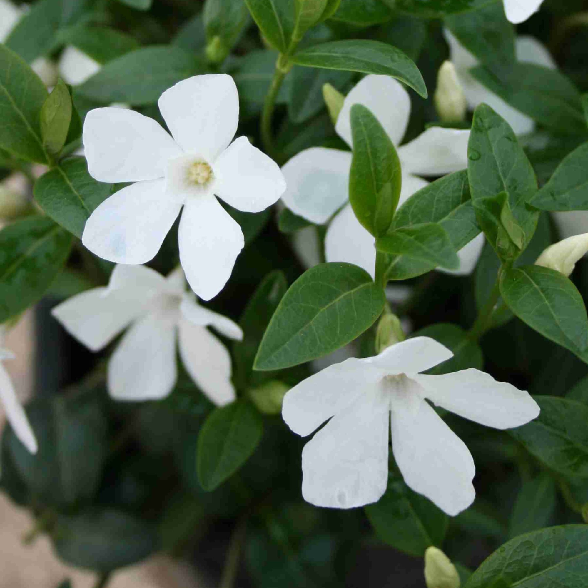 Vinca minor