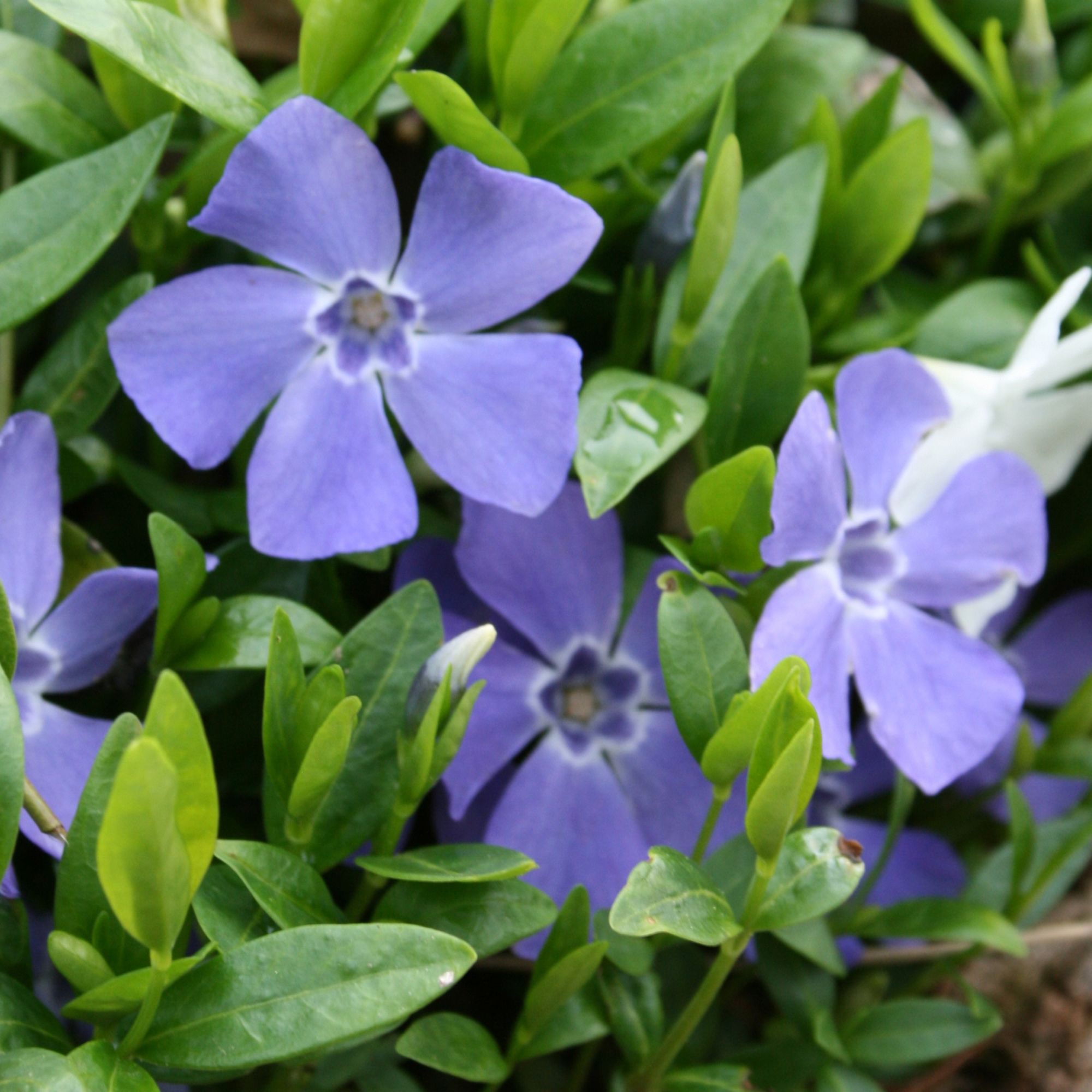 Vinca minor
