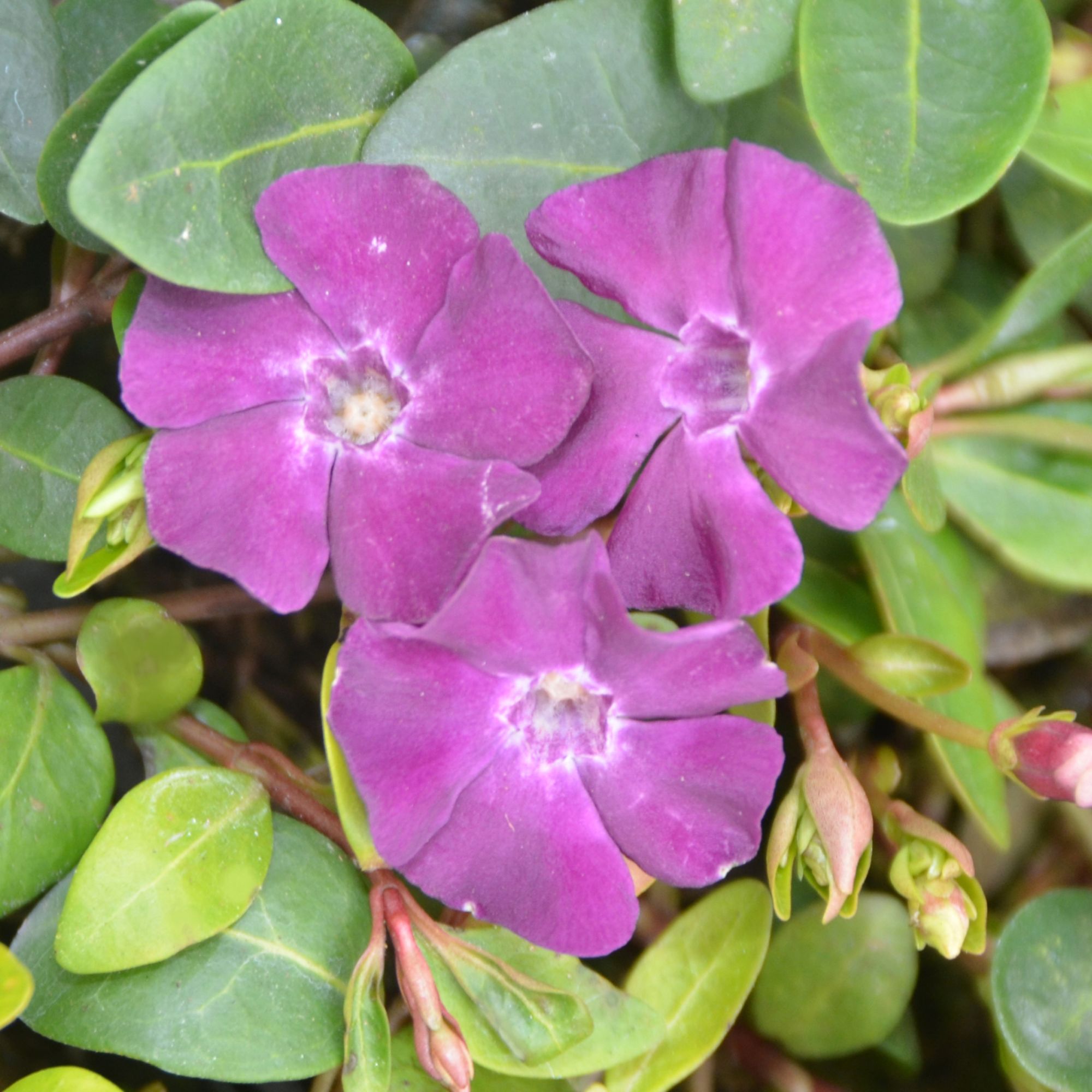 Vinca minor
