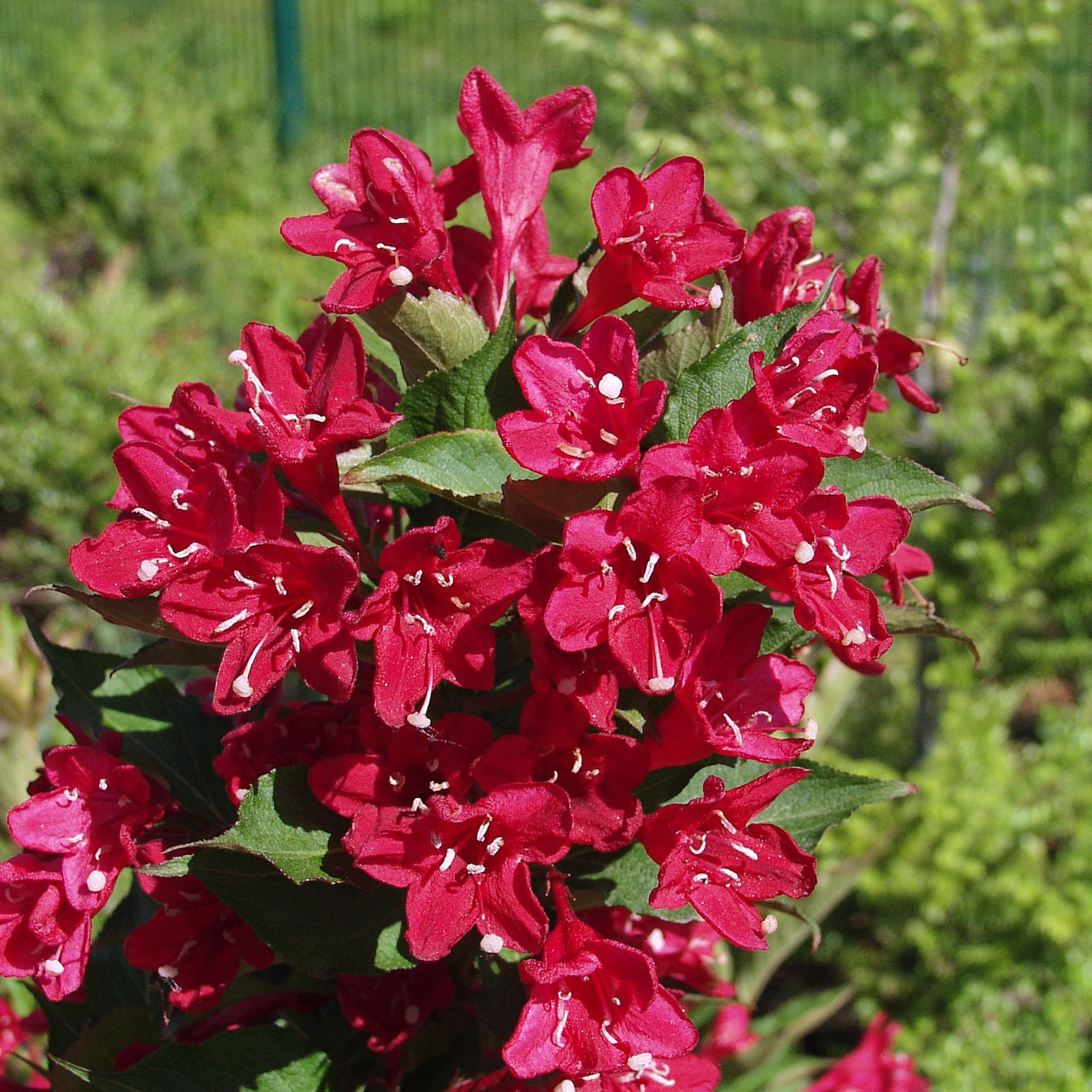 Weigela