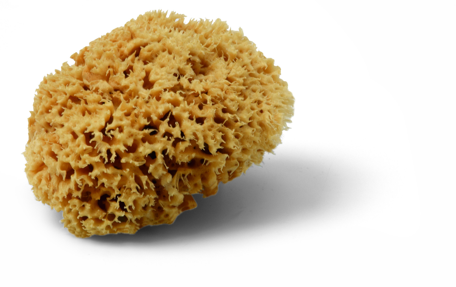Naturschwamm